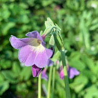 Primula alpicola 'Kevock Sky'